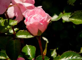 Růže mnohokvětá Meilland 'Bonica 82' - Rosa MK 'Bonica 82'