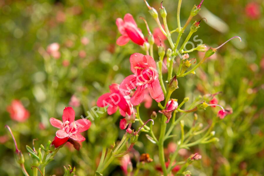 Růže mnohokvětá Meilland 'Bonica 82' - Rosa MK 'Bonica 82'