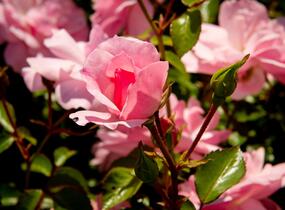 Růže mnohokvětá Meilland 'Bonica 82' - Rosa MK 'Bonica 82'