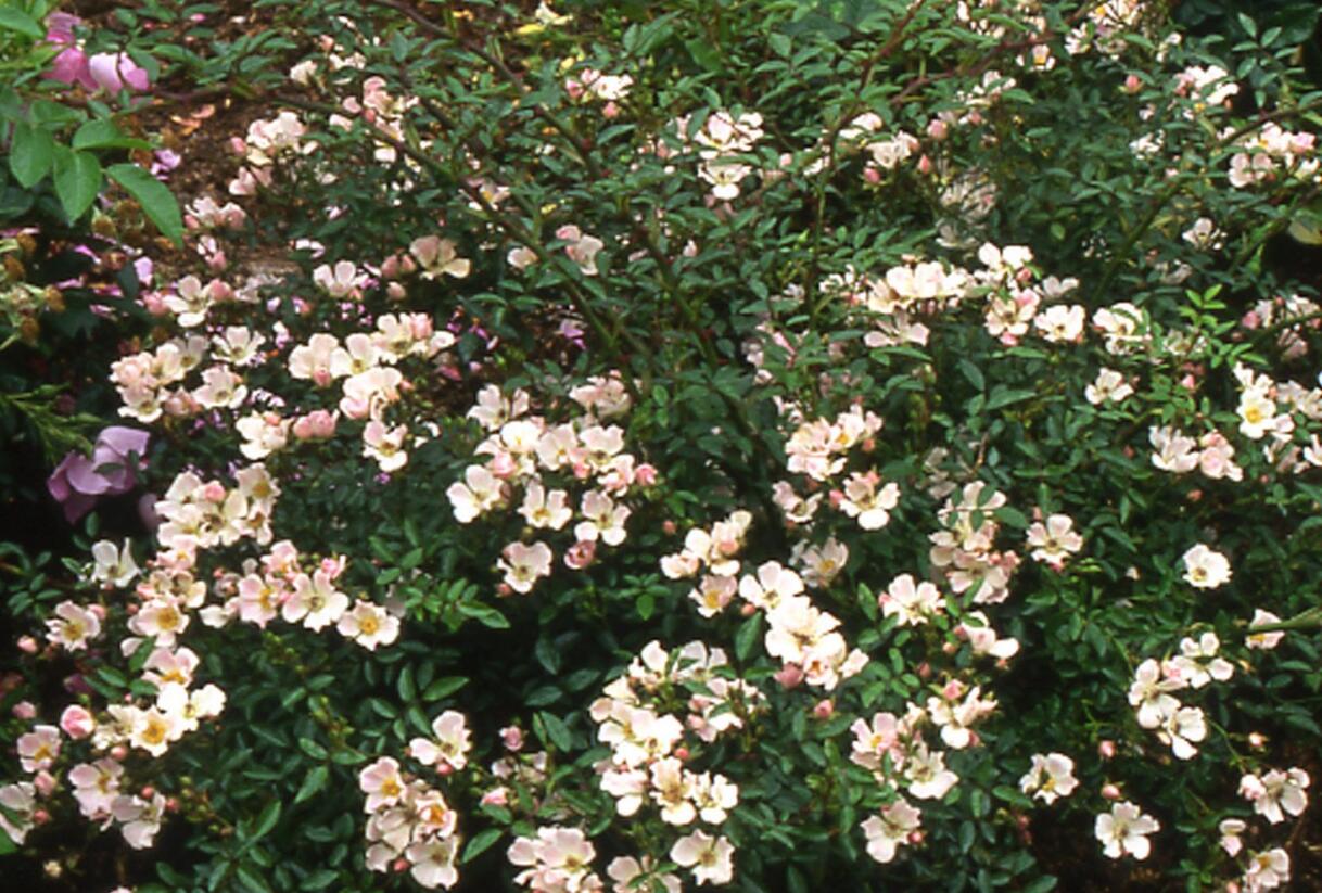Růže anglická David Austin 'Nozomi' - Rosa S 'Nozomi'