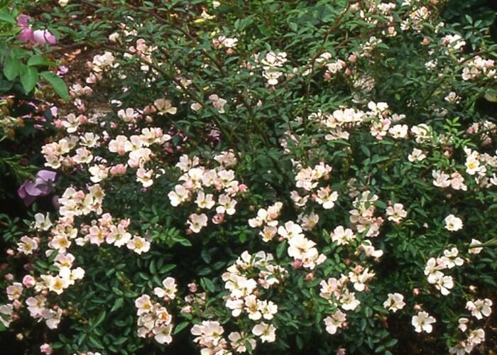 Anglická parková růže Davida Austina 'Nozomi' - Rosa S 'Nozomi'