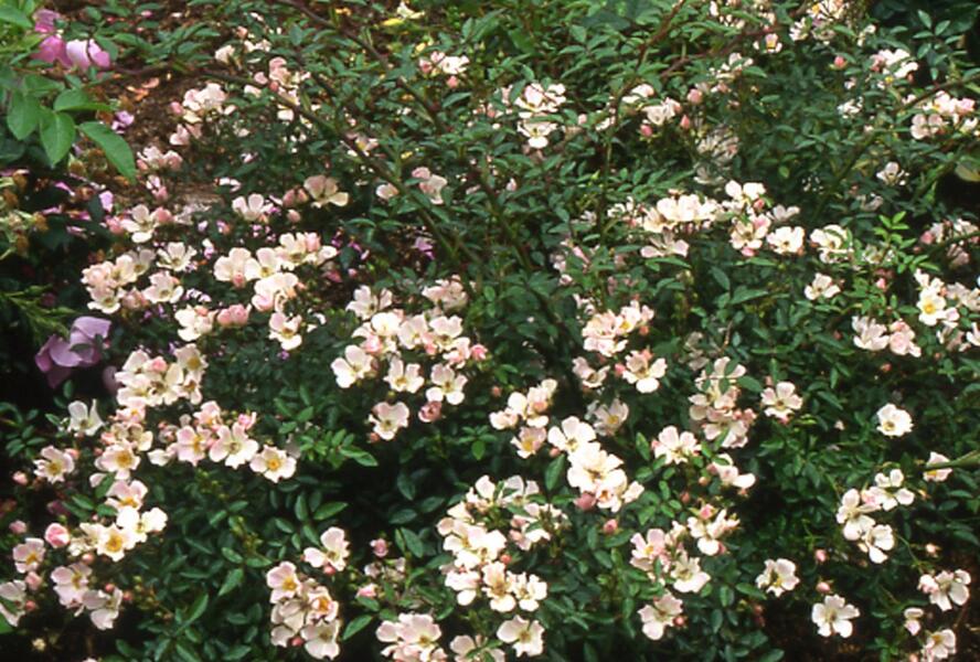 Růže anglická David Austin 'Nozomi' - Rosa S 'Nozomi'