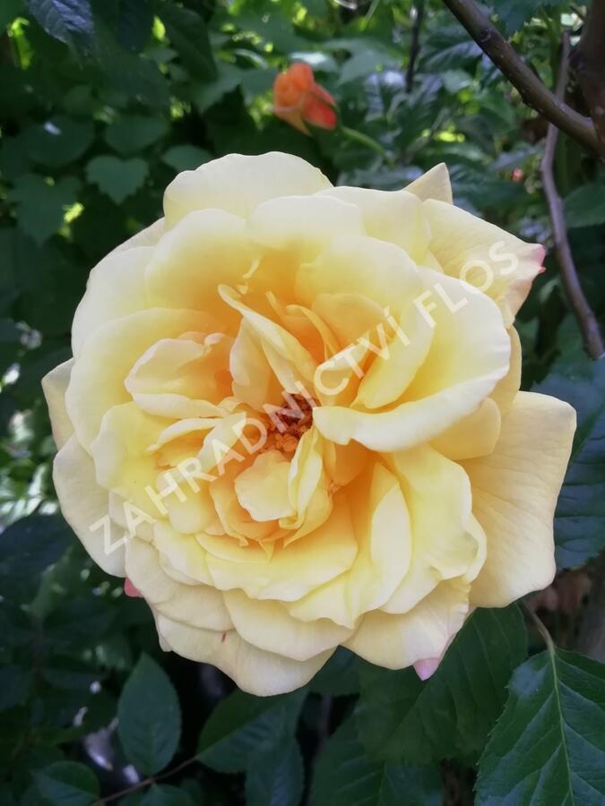 Růže pnoucí Kordes 'Moonlight' - Rosa PN 'Moonlight'