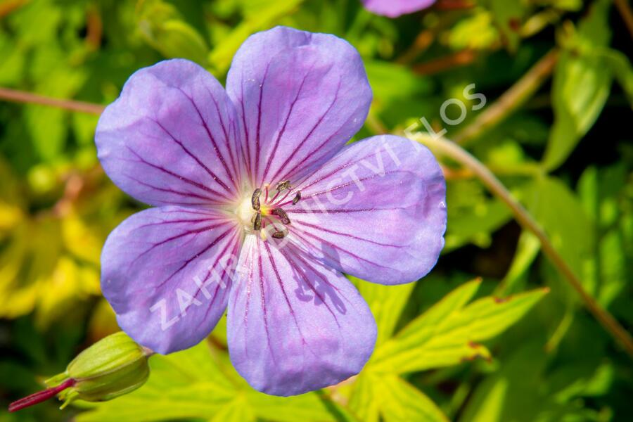 Růže pnoucí Kordes 'Moonlight' - Rosa PN 'Moonlight'