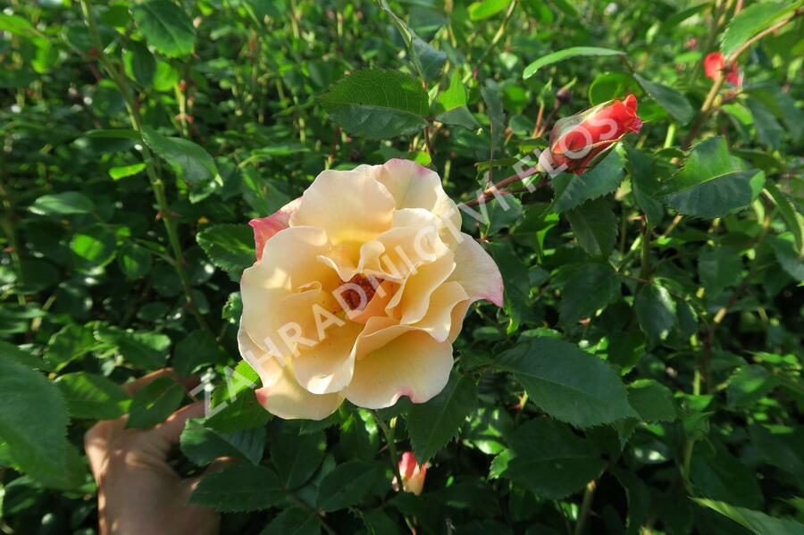 Růže pnoucí Kordes 'Moonlight' - Rosa PN 'Moonlight'