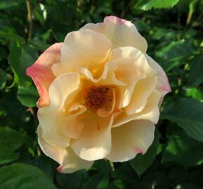 Růže pnoucí Kordes 'Moonlight' - Rosa PN 'Moonlight'