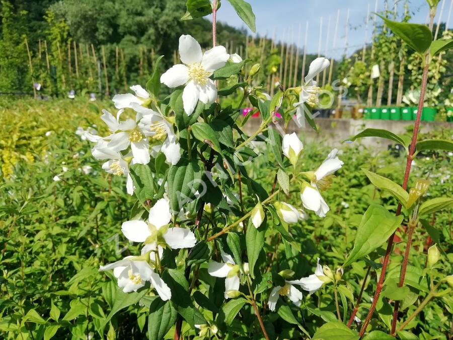 Pustoryl panenský 'Mont Blanc' - Philadelphus virginalis 'Mont Blanc'