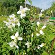 Pustoryl panenský 'Mont Blanc' - Philadelphus virginalis 'Mont Blanc'