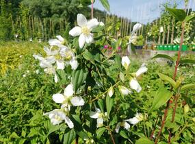 Pustoryl panenský 'Mont Blanc' - Philadelphus virginalis 'Mont Blanc'