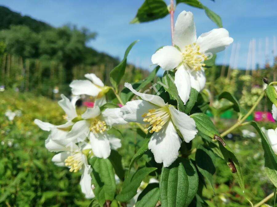 Pustoryl panenský 'Mont Blanc' - Philadelphus virginalis 'Mont Blanc'