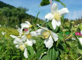 Pustoryl panenský 'Mont Blanc' - Philadelphus virginalis 'Mont Blanc'