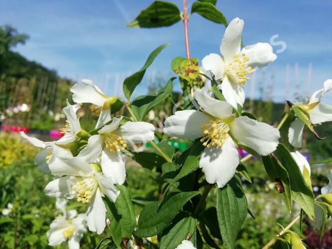 Pustoryl panenský 'Mont Blanc' - Philadelphus virginalis 'Mont Blanc'