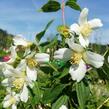 Pustoryl panenský 'Mont Blanc' - Philadelphus virginalis 'Mont Blanc'