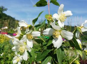 Pustoryl panenský 'Mont Blanc' - Philadelphus virginalis 'Mont Blanc'