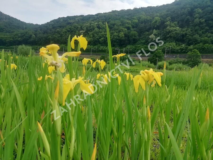 Kosatec 'Kukura' - Iris 'Kukura'