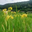 Kosatec 'Kukura' - Iris 'Kukura'