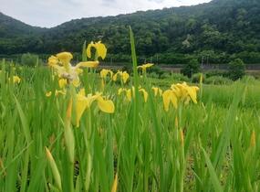 Kosatec 'Kukura' - Iris 'Kukura'