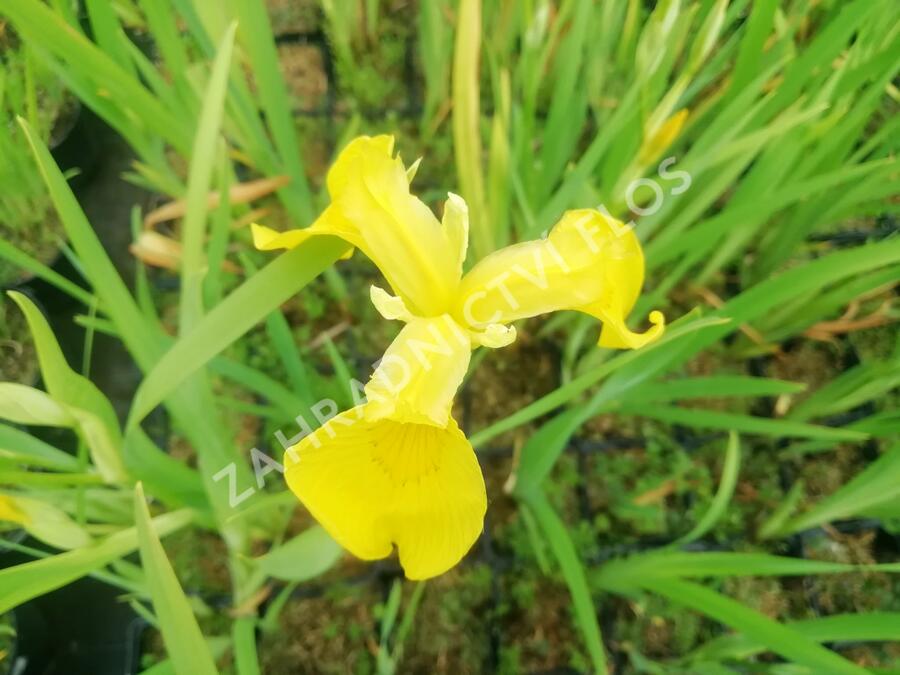 Kosatec 'Kukura' - Iris 'Kukura'