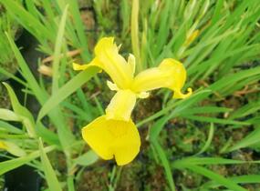 Kosatec 'Kukura' - Iris 'Kukura'