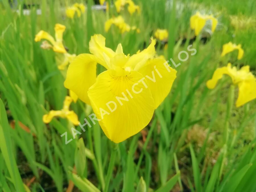 Kosatec 'Kukura' - Iris 'Kukura'