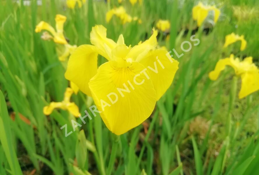 Kosatec 'Kukura' - Iris 'Kukura'