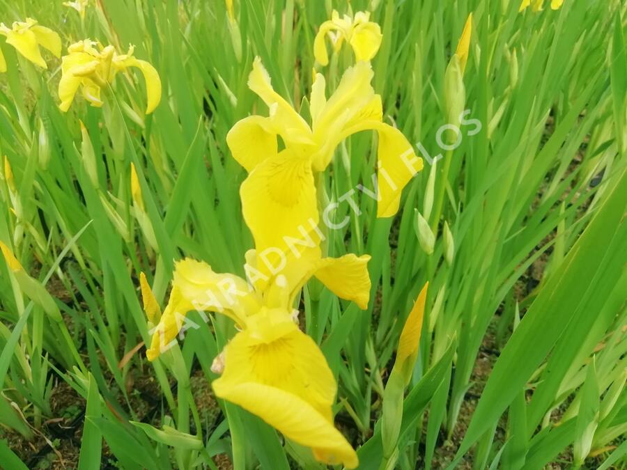 Kosatec 'Kukura' - Iris 'Kukura'