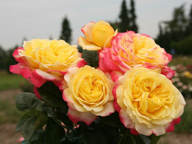 Růže velkokvětá Kordes 'Kordes Jubilee' - Rosa VK 'Kordes Jubilee'