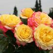 Růže velkokvětá Kordes 'Kordes Jubilee' - Rosa VK 'Kordes Jubilee'