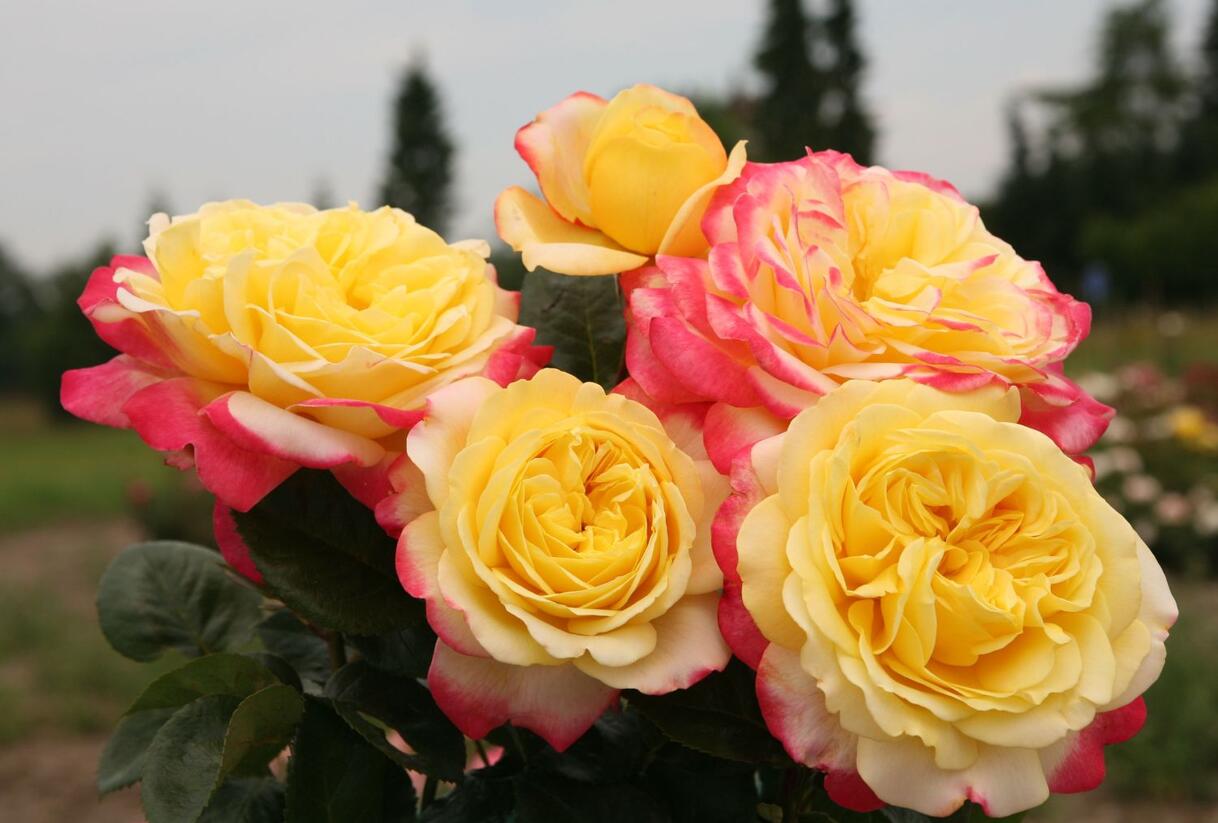 Růže velkokvětá Kordes 'Kordes Jubilee' - Rosa VK 'Kordes Jubilee'