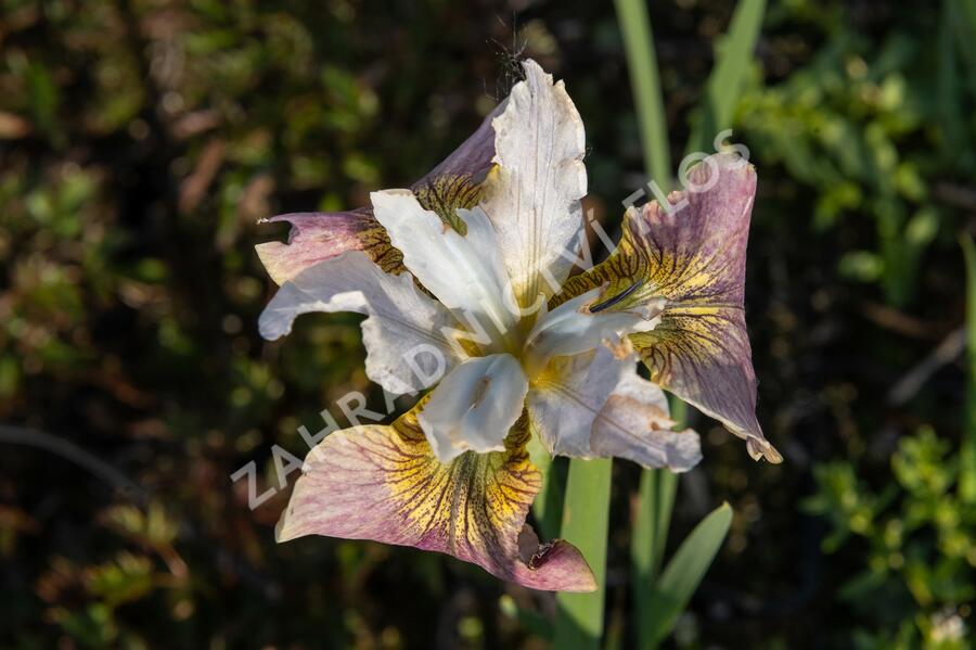 Kosatec sibiřský 'Sugar Rush' - Iris sibirica 'Sugar Rush'