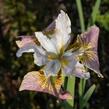 Kosatec sibiřský 'Sugar Rush' - Iris sibirica 'Sugar Rush'