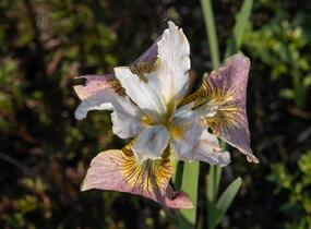 Kosatec sibiřský 'Sugar Rush' - Iris sibirica 'Sugar Rush'