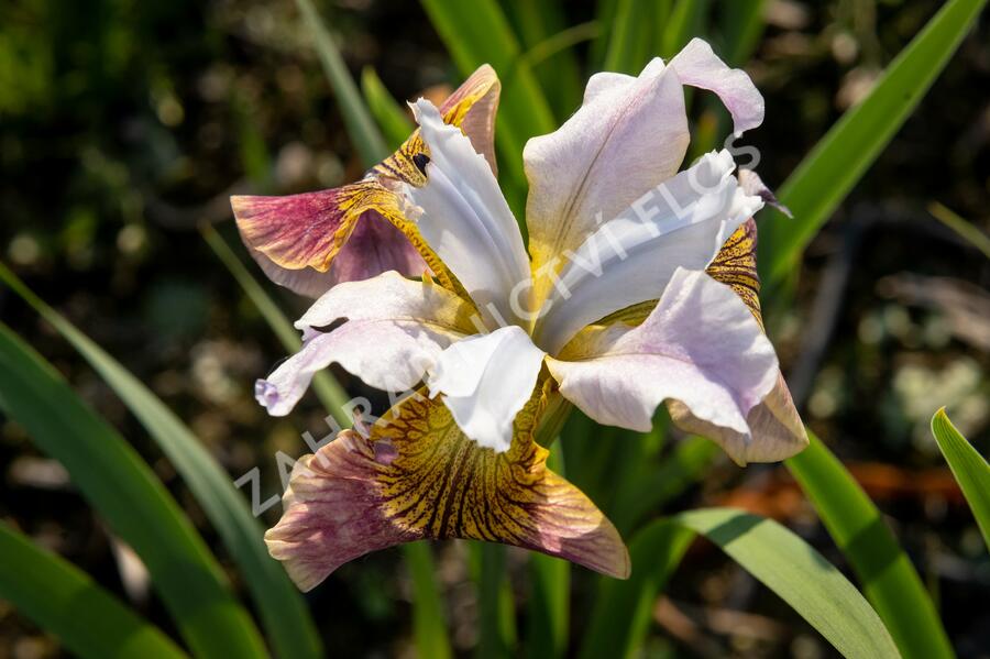 Kosatec sibiřský 'Sugar Rush' - Iris sibirica 'Sugar Rush'