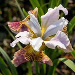 Kosatec sibiřský 'Sugar Rush' - Iris sibirica 'Sugar Rush'