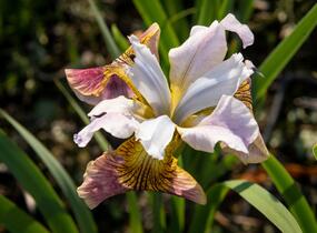 Kosatec sibiřský 'Sugar Rush' - Iris sibirica 'Sugar Rush'