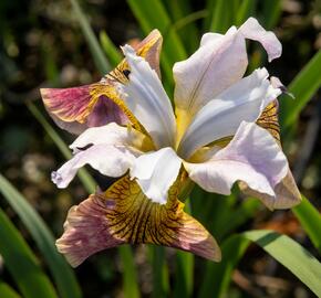 Kosatec sibiřský 'Sugar Rush' - Iris sibirica 'Sugar Rush'