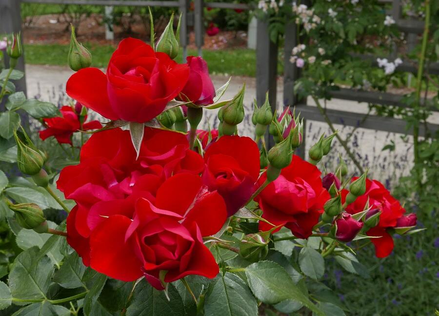 Růže mnohokvětá Kordes 'Black Forest Rose' - Rosa MK 'Black Forest Rose'