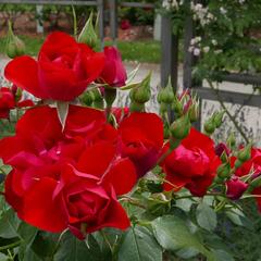 Růže mnohokvětá Kordes 'Black Forest Rose' - Rosa MK 'Black Forest Rose'