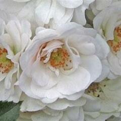 Růže mnohokvětá Meilland 'Ice Meidiland' - Rosa MK 'Ice Meidiland'