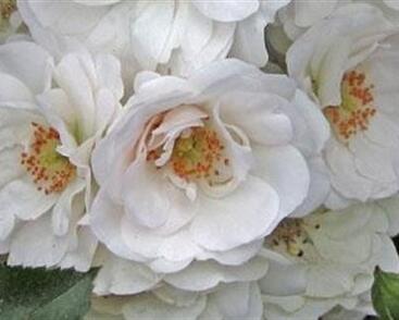 Růže mnohokvětá Meilland 'Ice Meidiland'