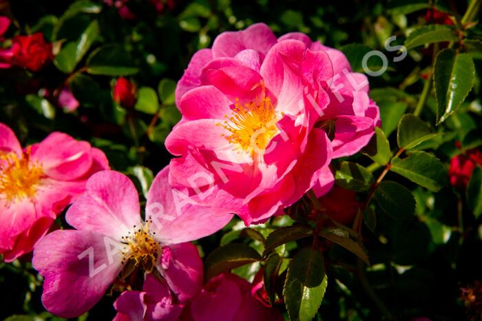 Růže mnohokvětá Meilland 'Magic Meidiland' - Rosa MK 'Magic Meidiland'
