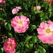 Růže mnohokvětá Meilland 'Magic Meidiland' - Rosa MK 'Magic Meidiland'