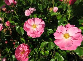 Růže mnohokvětá Meilland 'Magic Meidiland' - Rosa MK 'Magic Meidiland'