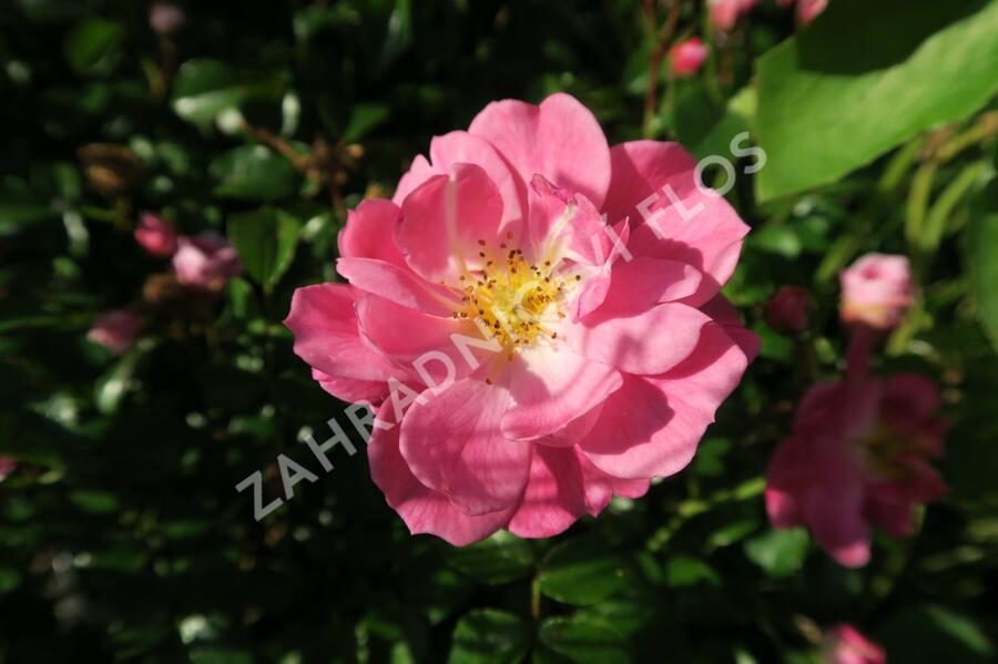 Růže mnohokvětá Meilland 'Magic Meidiland' - Rosa MK 'Magic Meidiland'