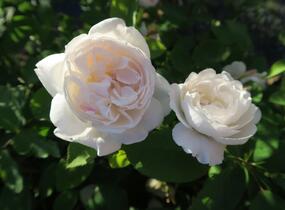 Růže anglická David Austin 'Winchester Cathedral' - Rosa S 'Winchester Cathedral'