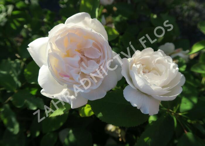 Anglická růže Davida Austina 'Winchester Cathedral' - Rosa S 'Winchester Cathedral'
