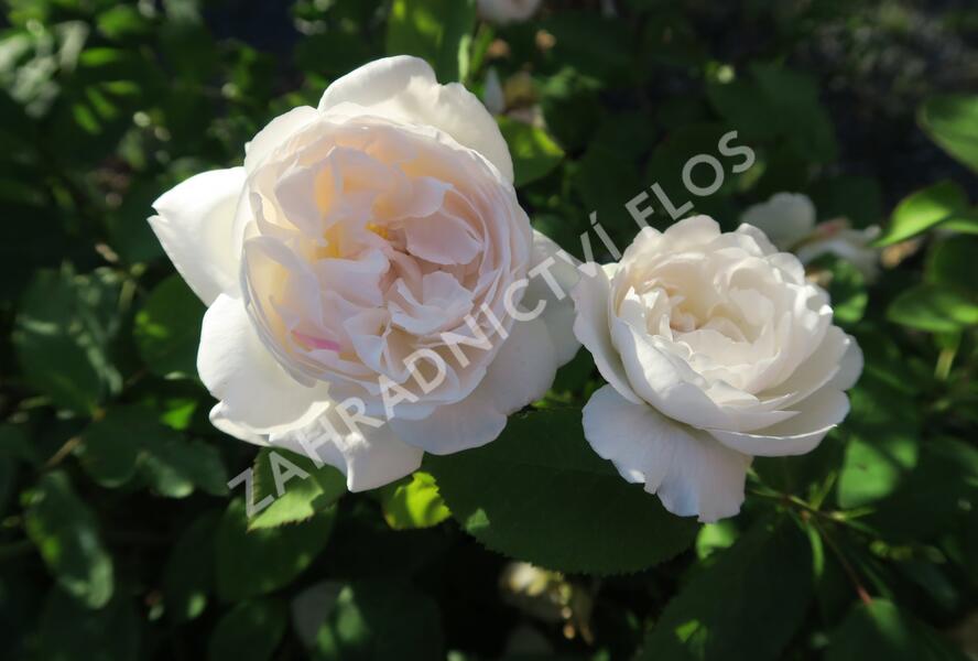 Růže anglická David Austin 'Winchester Cathedral' - Rosa S 'Winchester Cathedral'