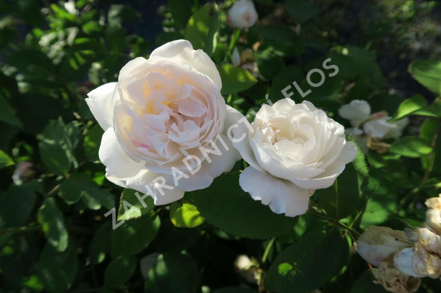 Anglická růže Davida Austina 'Winchester Cathedral' - Rosa S 'Winchester Cathedral'