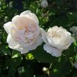 Anglická růže Davida Austina 'Winchester Cathedral' - Rosa S 'Winchester Cathedral'