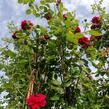 Růže pnoucí 'Santana' - Rosa PN 'Santana'